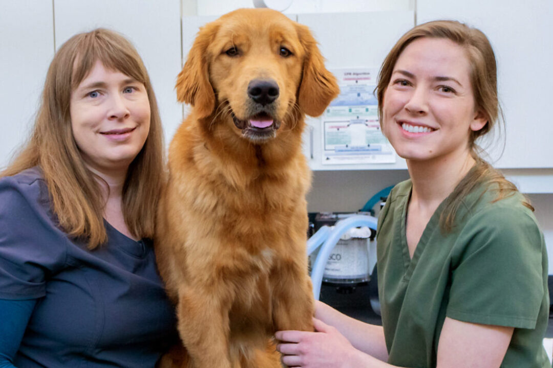 A veterinarian and a vet tech stand beside a Golden Retriever in a GDB vet clinic.