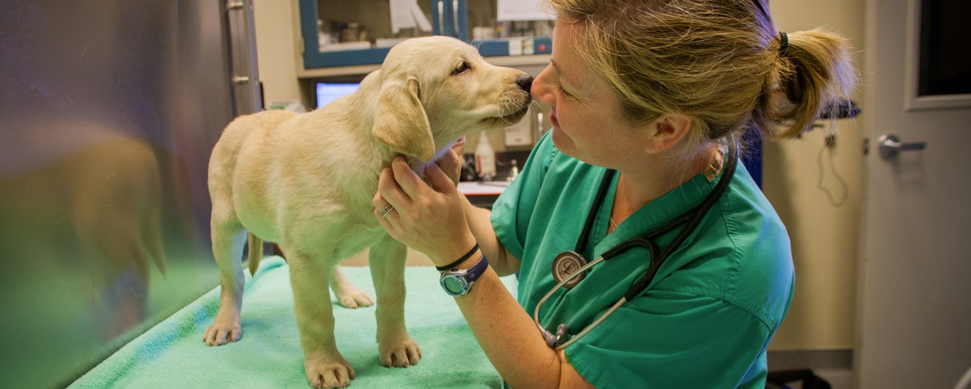 A GDB veterinarian nose-to-nose with a tiny yellow Lab puppy in a veterinary clinic exam room.