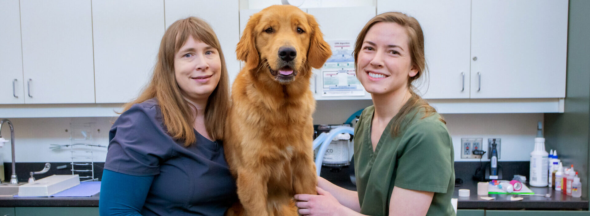 A veterinarian and a vet tech stand beside a Golden Retriever in a GDB vet clinic.