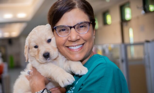 A woman embraces a fluffy Golden Retriever Puppy