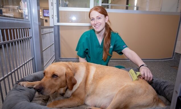 Staff member grooms a pregnant yellow Lab in the Puppy Nursery