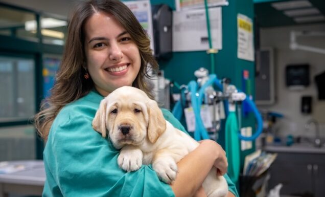 A vet in the clinic snuggles a yellow Lab puppy with a wrinkly face.