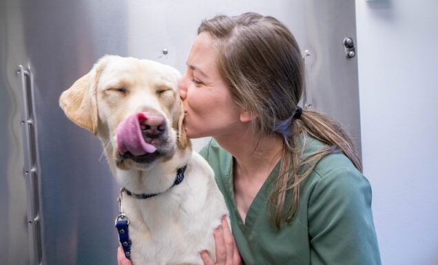 A vet in scrubs smooches a yellow Lab on the side of the head. The dog has its tongue sticking out, and its eyes closed.