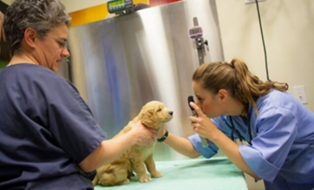 A vet inspects a puppies eyes while a vet tech comforts the dog.