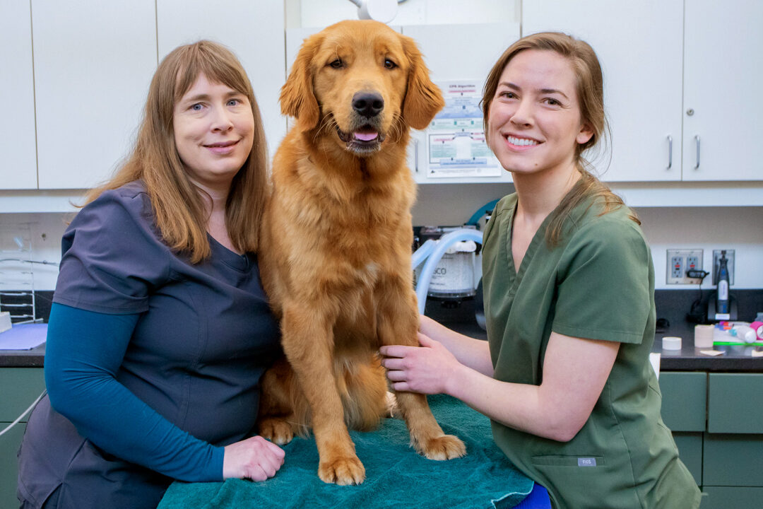 Two GDB veterinary staff members pose for a photo with a smiling Golden Retriever in a vet clinic.