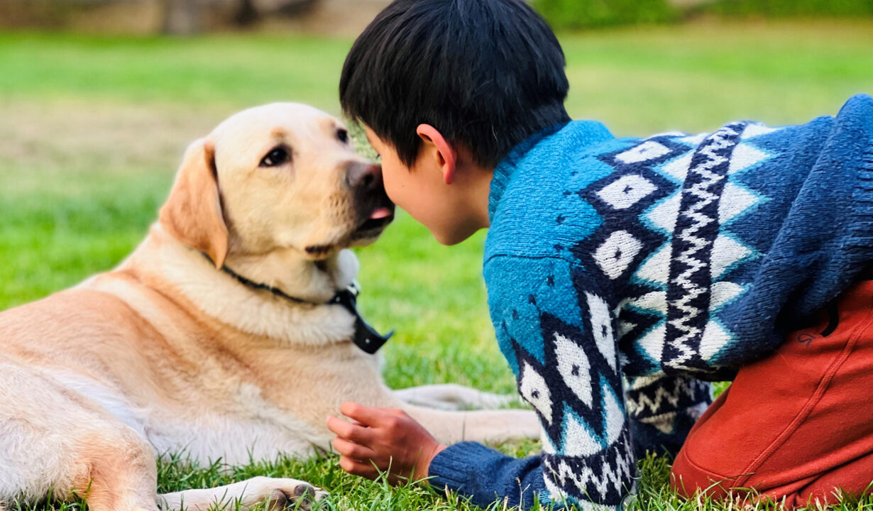 A yellow Lab K9 Buddy dog gives a child a kiss.