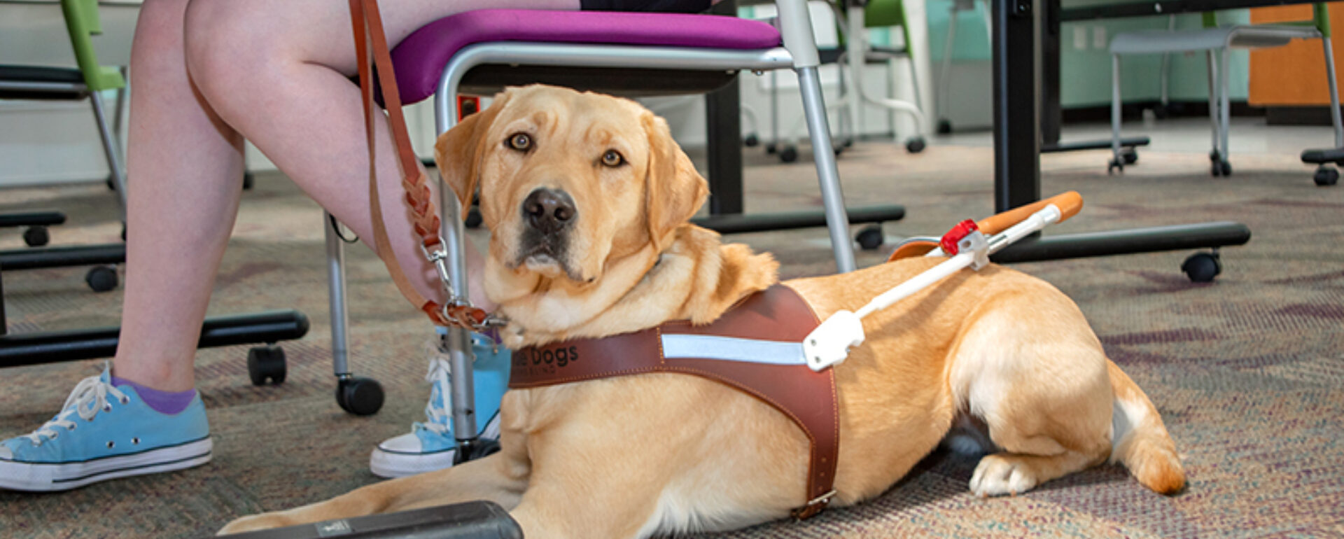 A yellow Lab guide dog lies at the feet of a person sitting at a classroom desk.