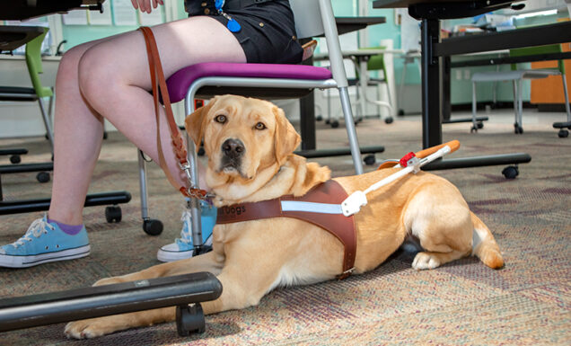 A yellow Lab guide dog lies at the feet of a person sitting at a classroom desk.