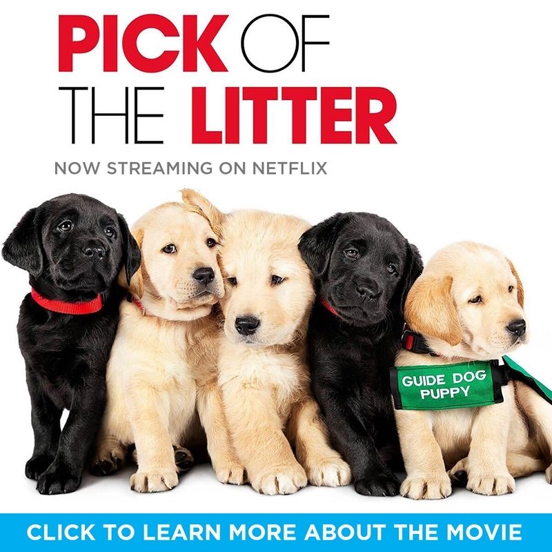 POTL GDB Home Page v2 Netflix