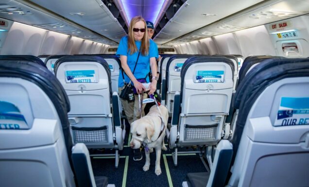 A woman walks down the aisle on a commercial airplane with her guide dog.