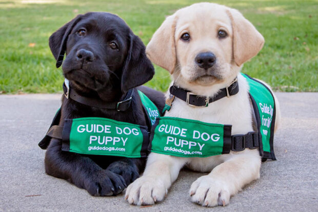 Two guide dog puppies looking at the camera