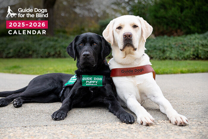 Image from the Guide Dogs for the Blind 2025-2026 calendar: A black Lab guide dog puppy and yellow Lab guide dog in a harness lie side by side.