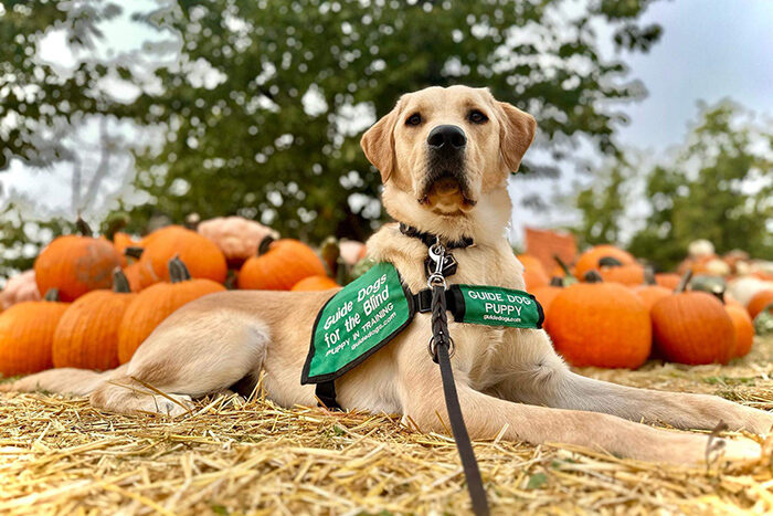 A yellow Lab guide dog lies down in a pumpkin patch.
