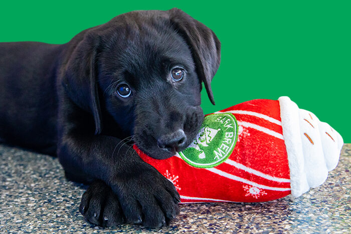 A black Lab guide dog puppy chews on a stuffed toy.