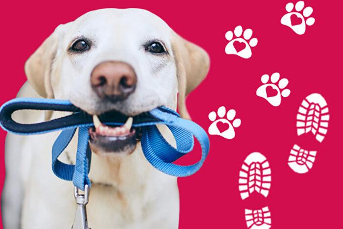 Yellow Lab holds a blue leash in their mouth against a magenta backdrop with graphics of paw prints and foot prints.