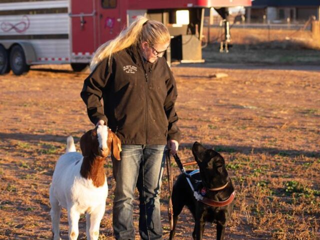 Faith stands with her black lab guide dog on her left and a goat on her right. She is standing in a field in a farm environment with an animal trailer behind her.