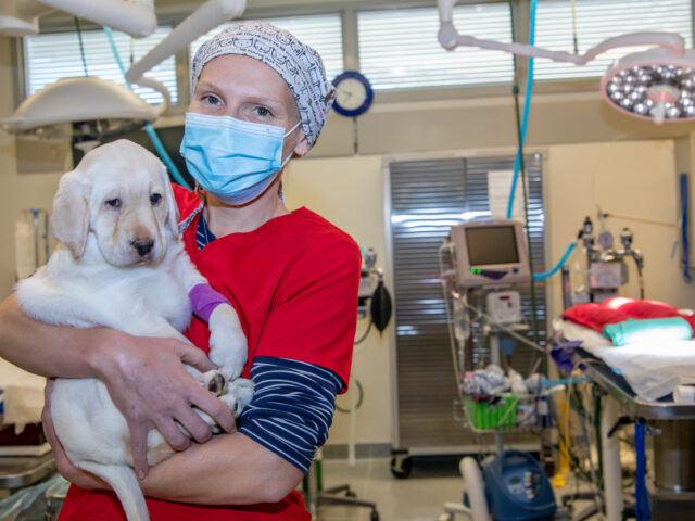 Dr. Alex snuggles a yellow Lab puppy during surgery prep. She smiles behind her personal protective equipment.