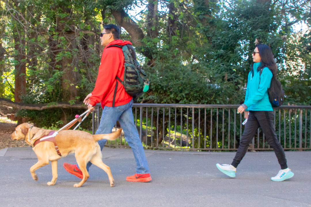 A man walks with his guide dog followed by a guide dog mobility instructor.