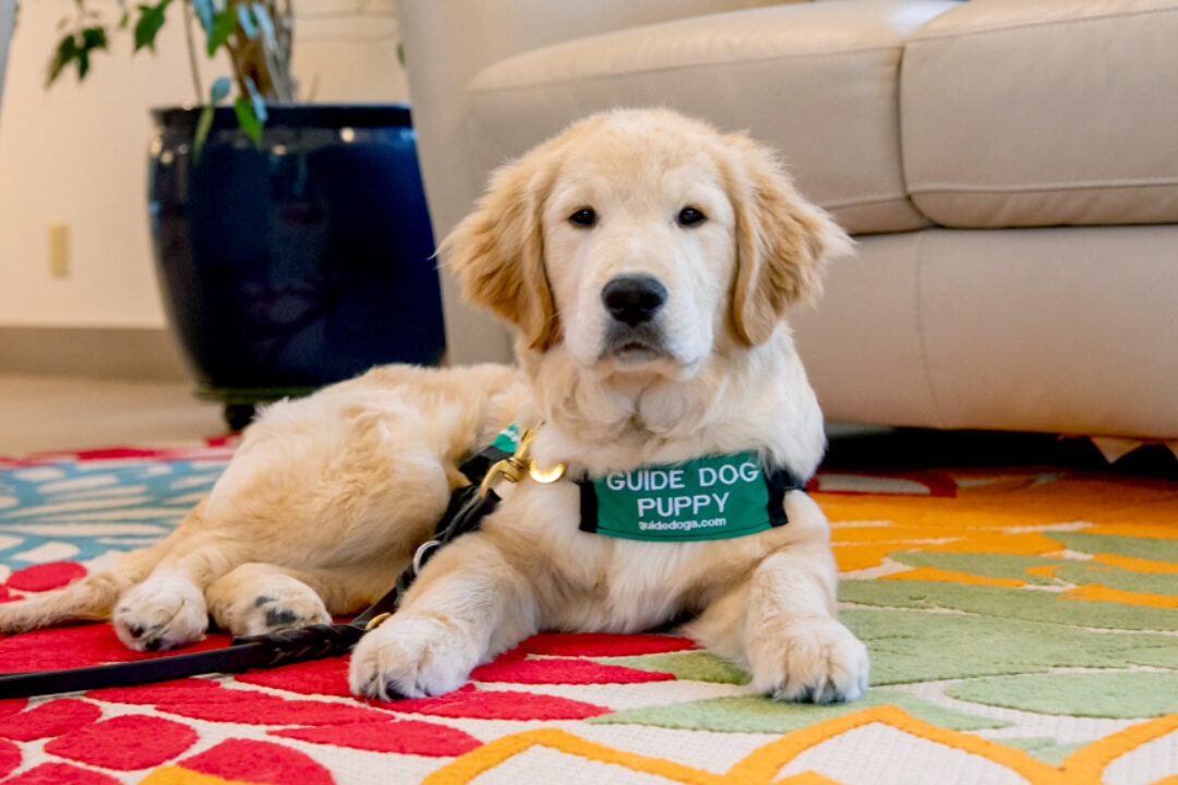 A guide dog puppy lies on a rug in a living room.