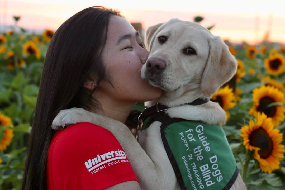 A person gives a guide dog puppy a kiss in the middle of a field of sunflowers.