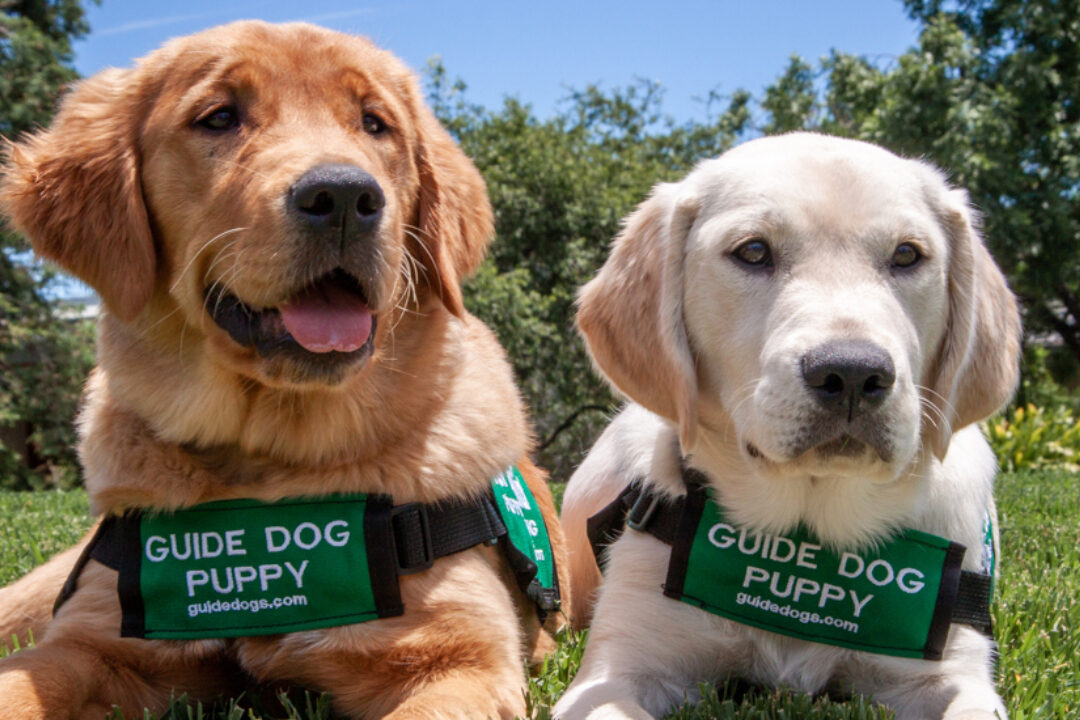 Two guide dog puppies lie side by side on a lawn.
