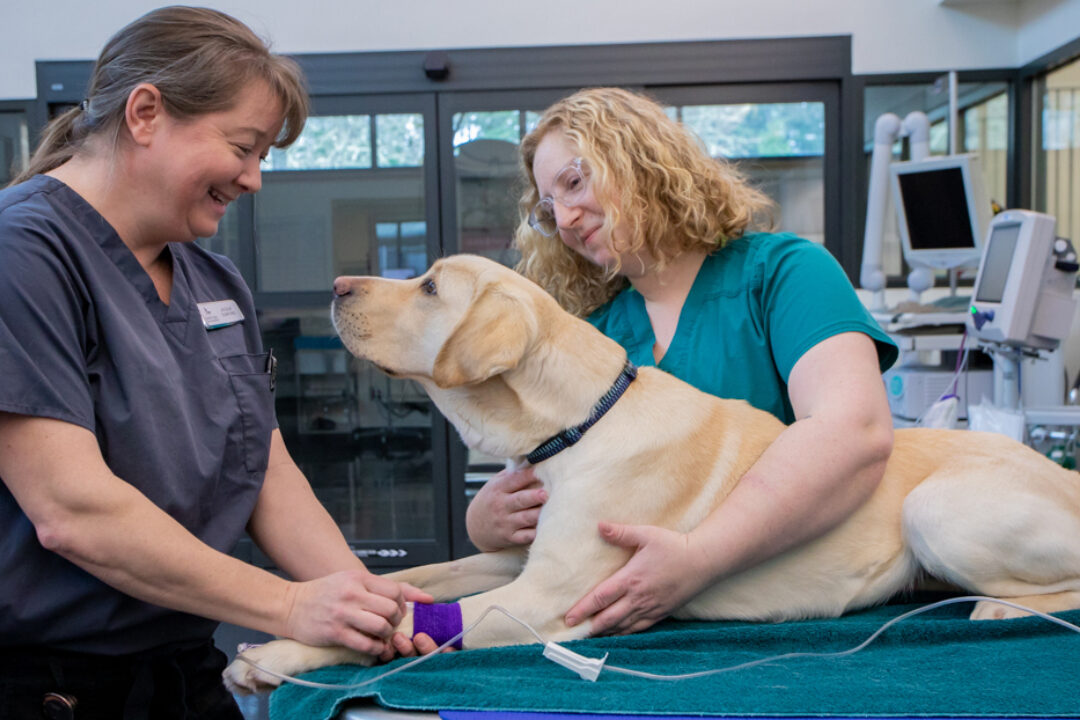 Two veterinary technicians tend to a yellow Labrador Retriever in a vet clinic.