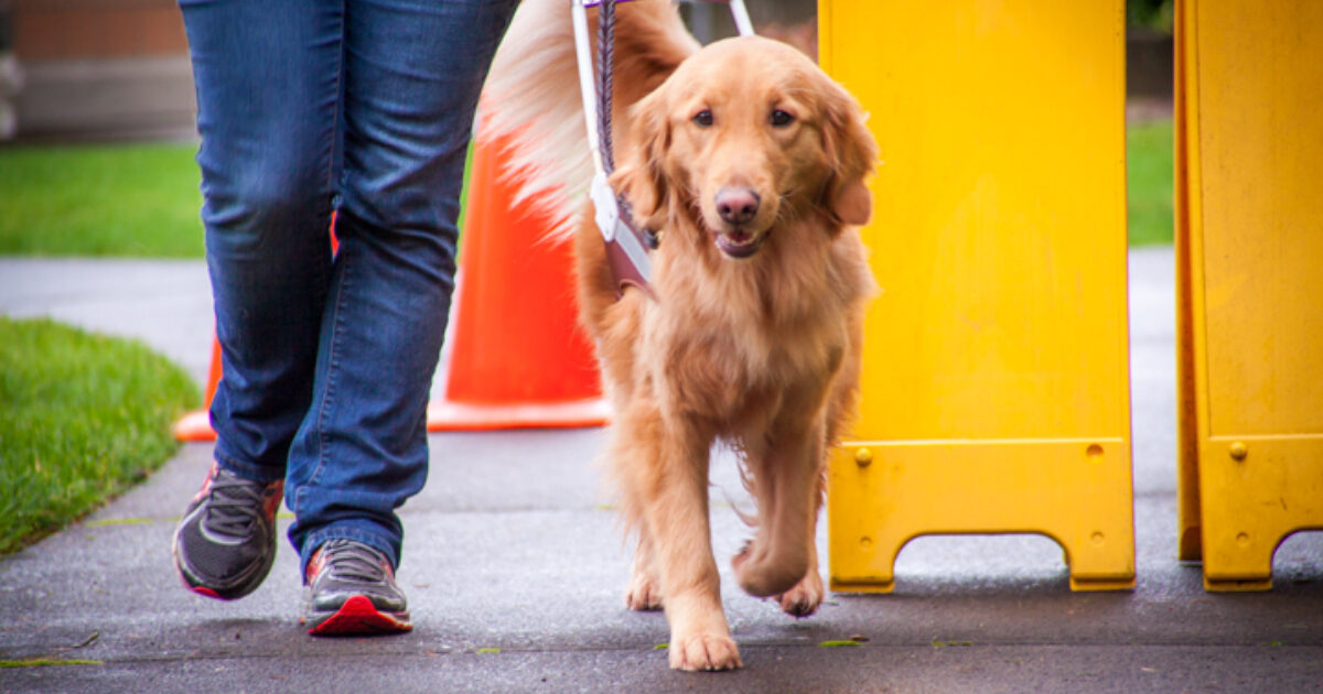 focus-on-the-phases-guide-dog-training-guide-dogs-for-the-blind