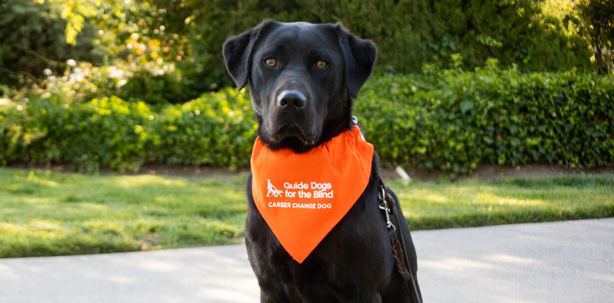 Career Change Adoption and Placement Guide Dogs for the Blind