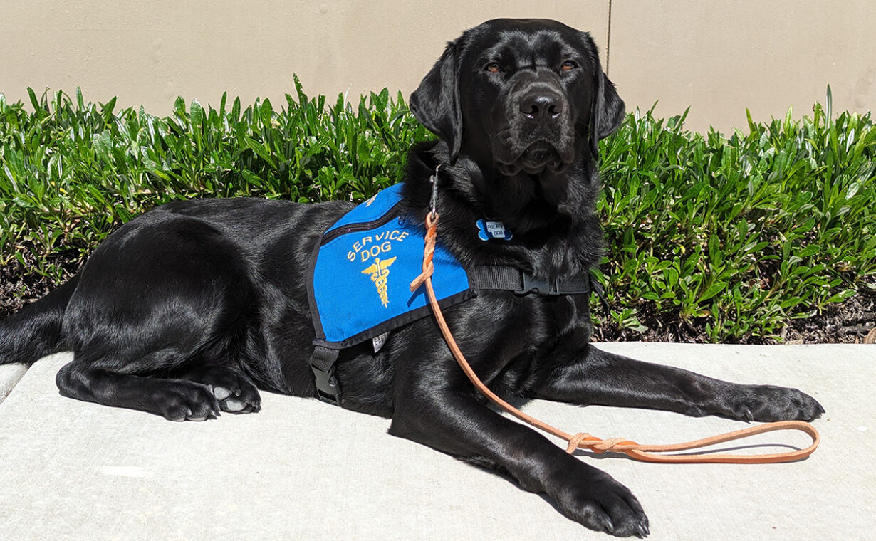 Dog Placements with Nonprofit Organizations Guide Dogs for the Blind