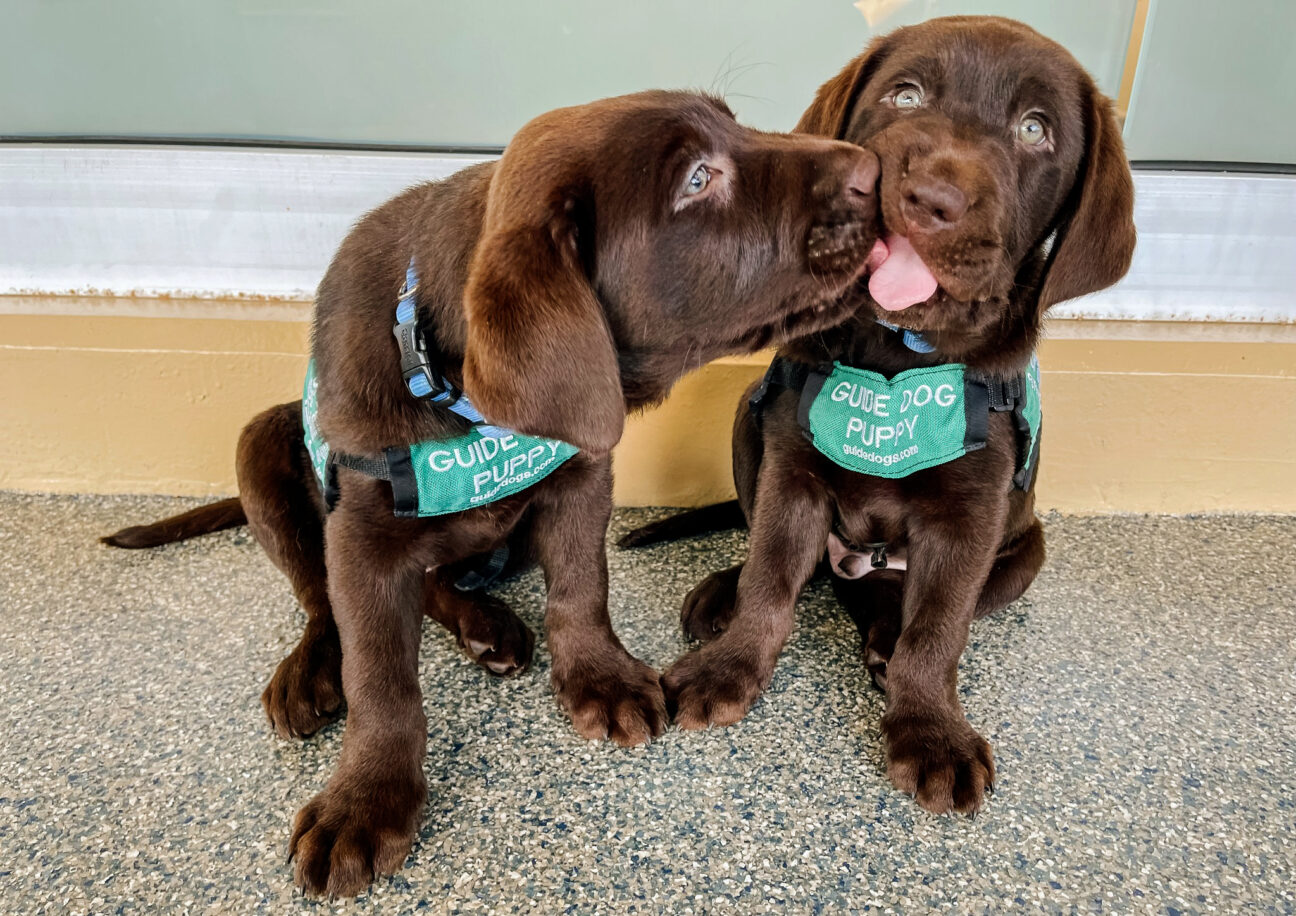 One chocolate Lab guide dog puppy giving another a smooch.