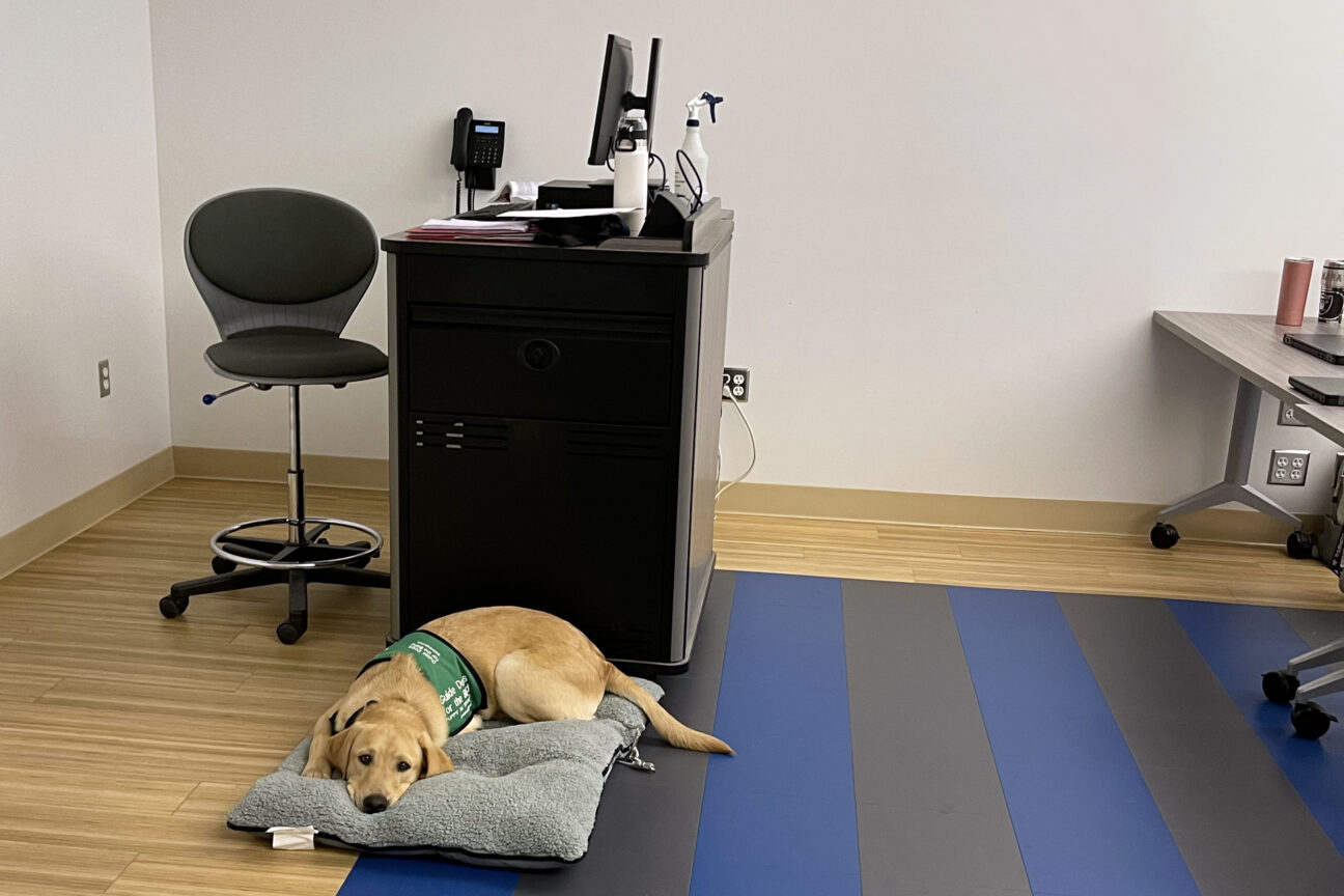 A guide dog puppy settled on a dog bed in a classroom.