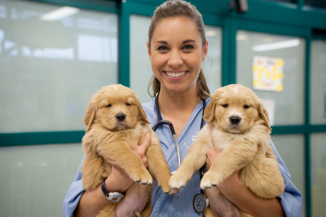 A Veterinarian holding two Golden Retriever puppies.