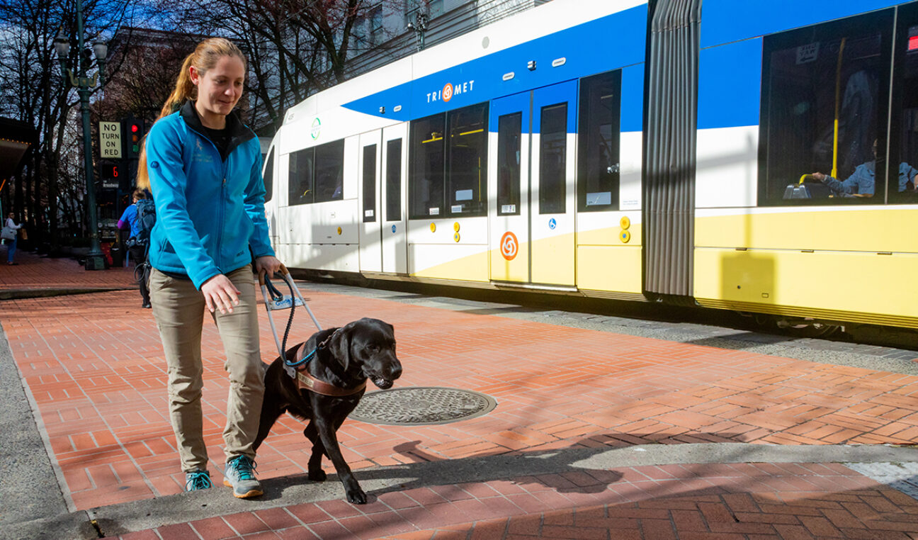 A guide dog mobility instructor trains a guide dog on a city sidewalk with a passing light rail car in the background.