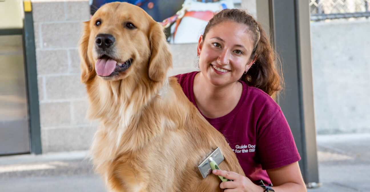 A woman grroms a grinning Golden Retriever.