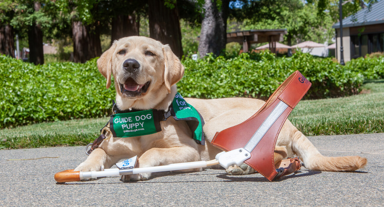 A yellow Lab guide dog puppy wearing a green jacket sits with a leather guide dog harness.