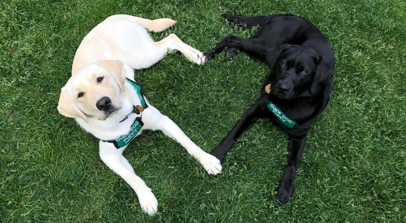 A yellow Lab and a black Lab sitting on a lawn with their paws arranged to form a heart.