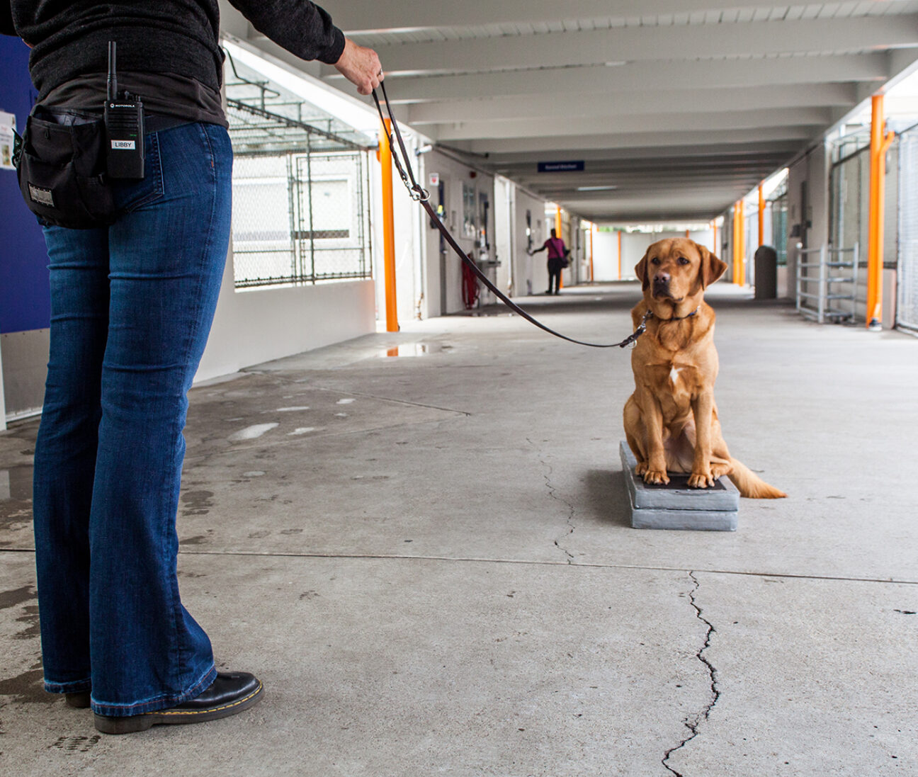 A guide dog mobility instructor practices obedience exercises with a guide dog in training.