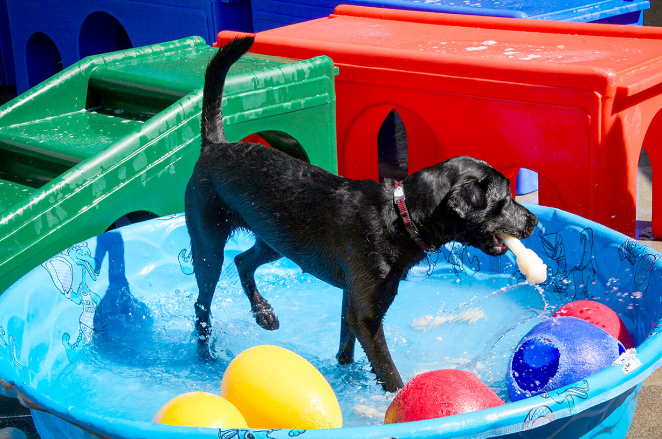 A black Lab playing with colorful toys in a kiddie swimming pool.