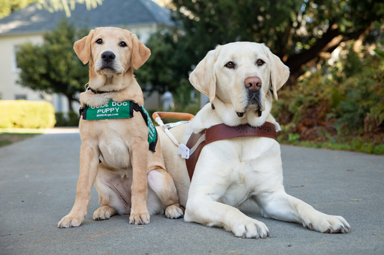 A yellow Lab guide dog puppy sits next to a yellow Lab guide dog.