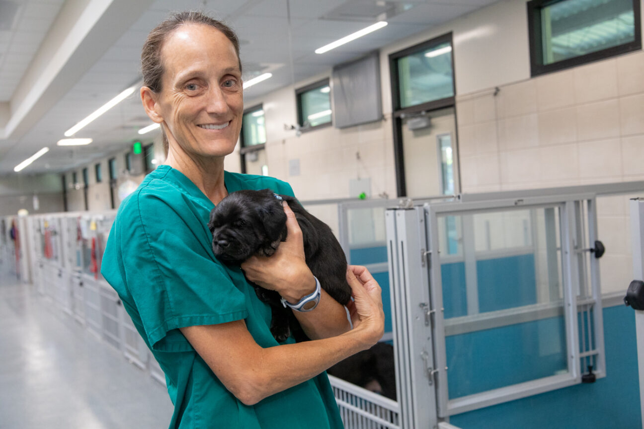 A person holds a newborn baby black Labrador puppy inside GDB's Puppy Center.