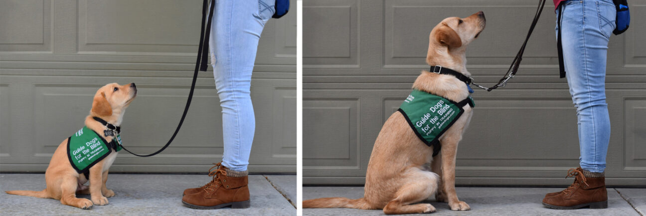 Two photos placed side by side: on the left a baby guide dog puppy looks up to its handler, and on the right, the pup - now grown - in the same pose.