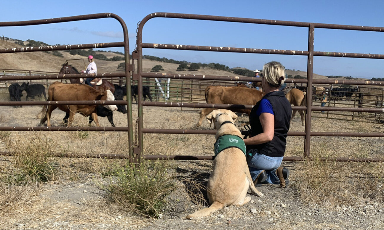 A person and a guide dog puppy watching a herd of cattle from outside a ranch gate.