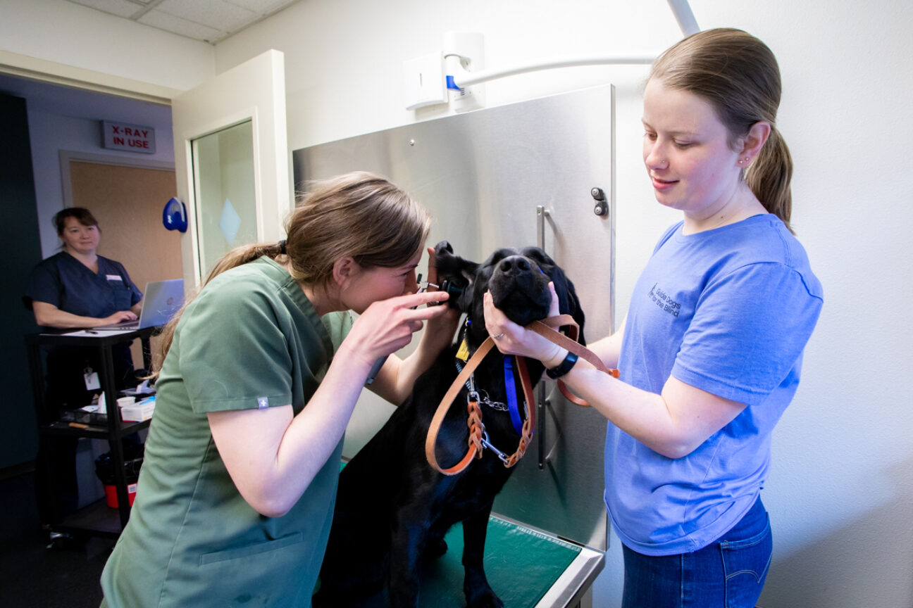 A black Lab get an ear exam from a veterinarian while a vet tech holds the dog.