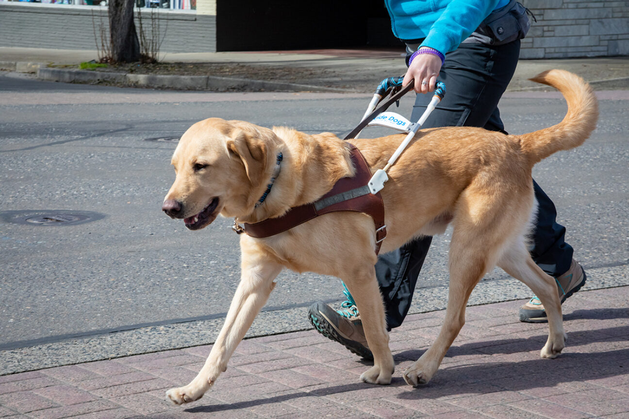 A yellow Lab guide dog walking across a city street alongside a handler.