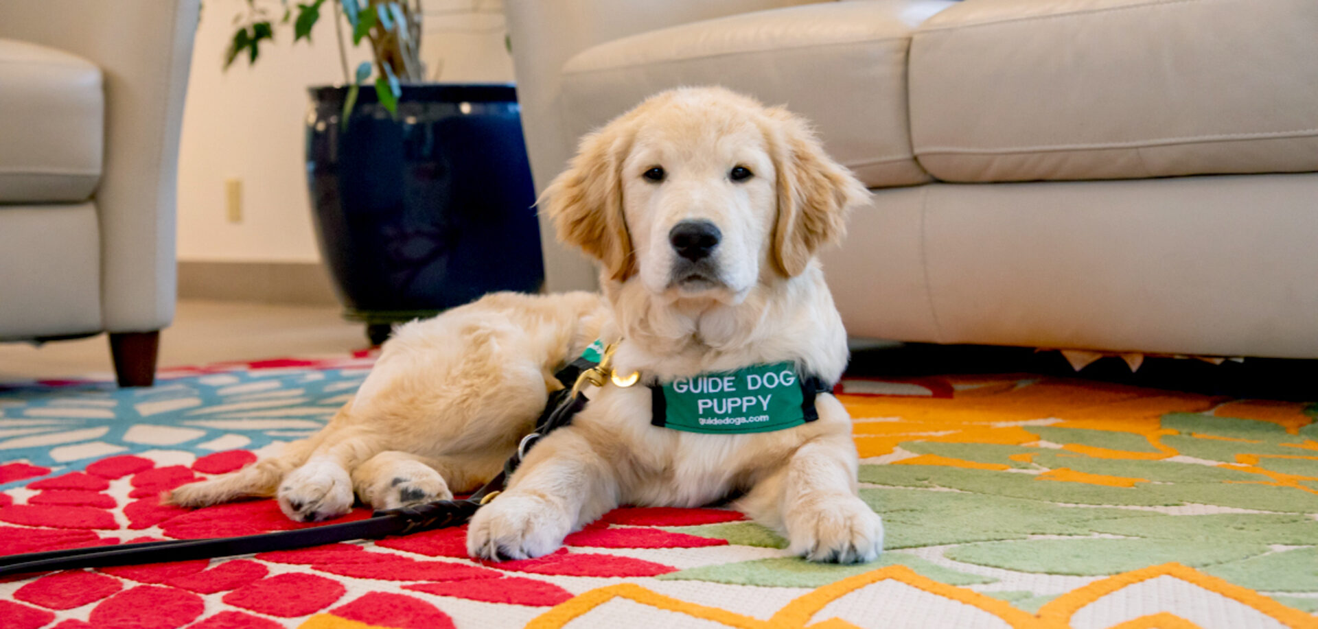 A guide dog puppy lies on a rug in a living room.