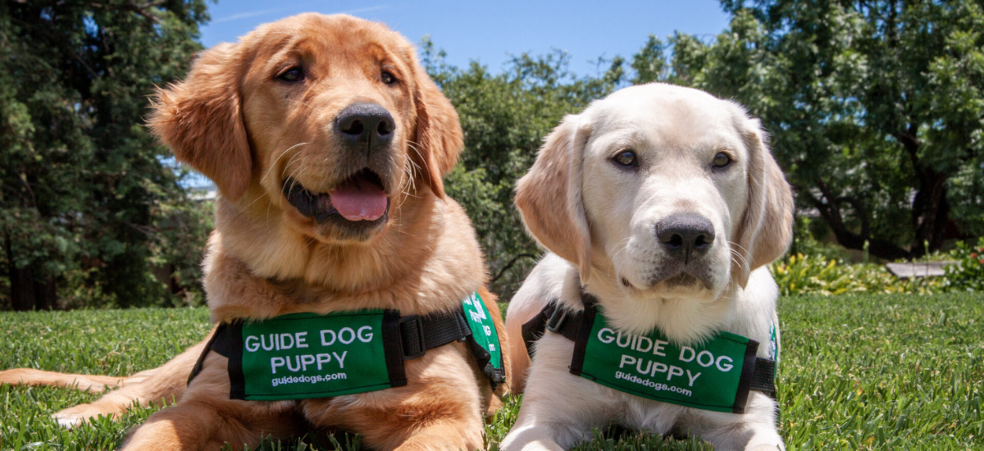 Two guide dog puppies lie side by side on a lawn.