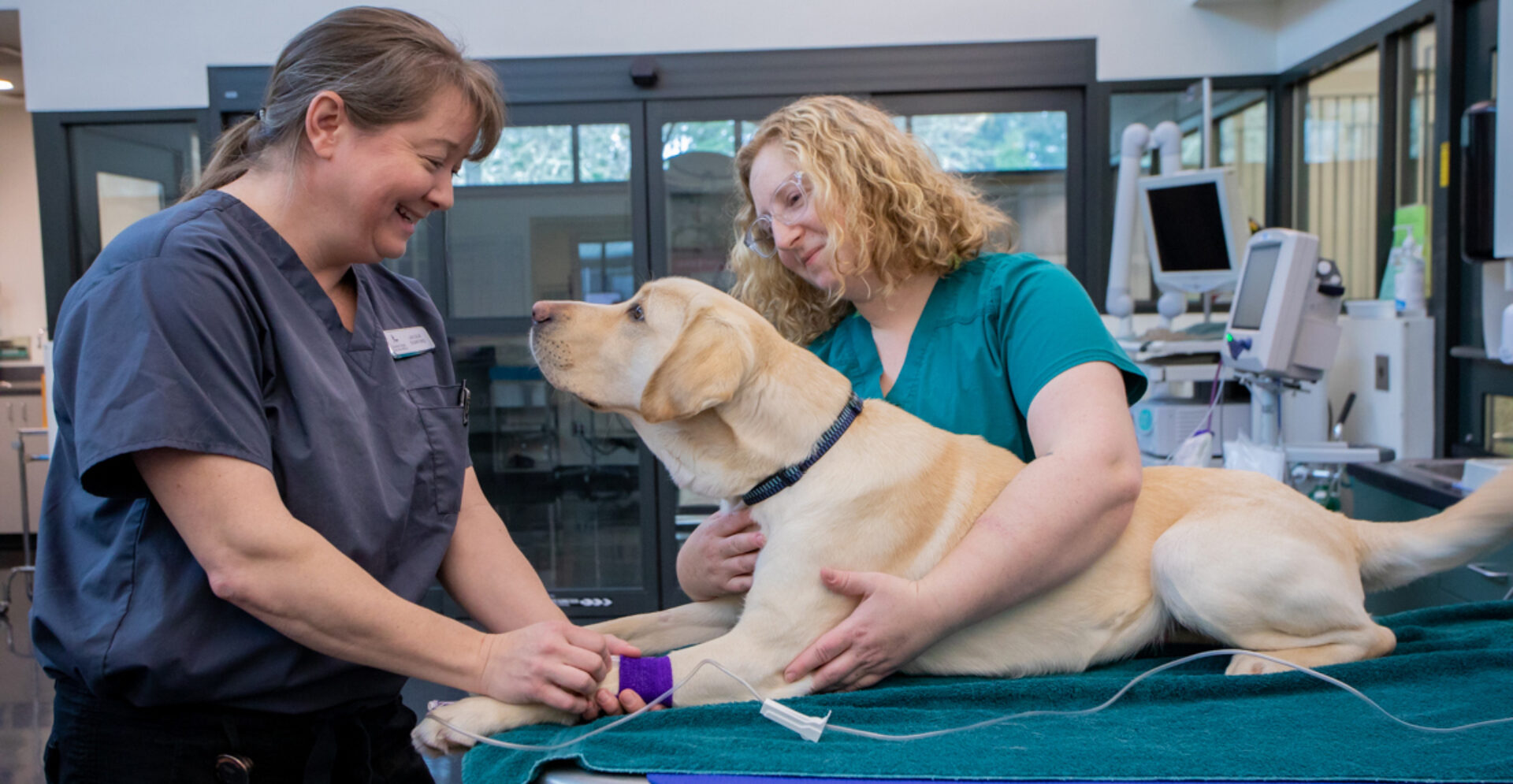 Two veterinary technicians tend to a yellow Labrador Retriever in a vet clinic.