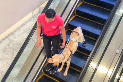 A woman training a guide dog on riding an escalator.