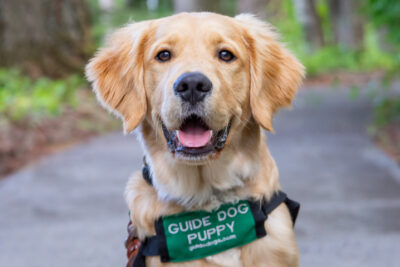 A smiling Golden Retriever guide dog puppy.