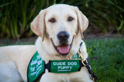 A smiling yellow Labrador Retriever guide dog puppy.
